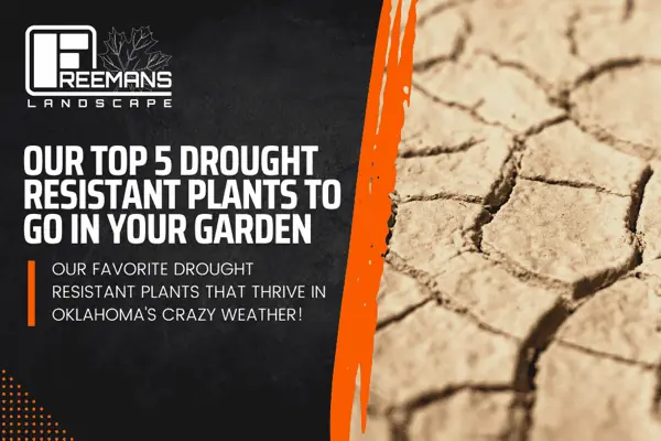 Top-5-Drought-Resisistant-Plants-to-use-in-your-oklahoma-garden